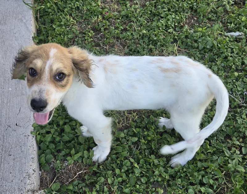 A baby large-sized male White / Cream Great Pyrenees dog named Merlin for adoption in Edinburg, TX