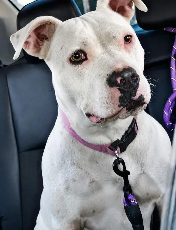 An adult medium-sized female White / Cream Pit Bull Terrier dog named Dulce for adoption in renton, WA