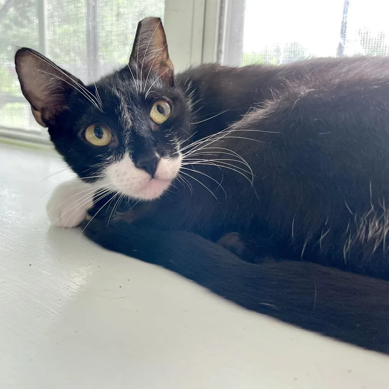 A young medium-sized female Black Domestic Short Hair cat named Little Italy Herb for adoption in Carencro, LA