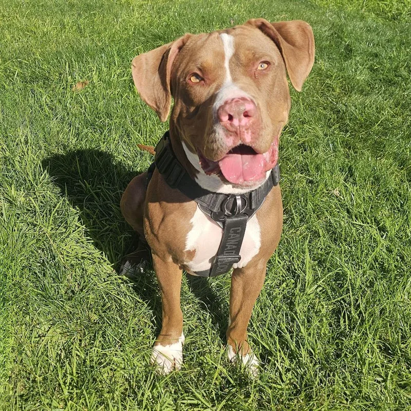 Cooper