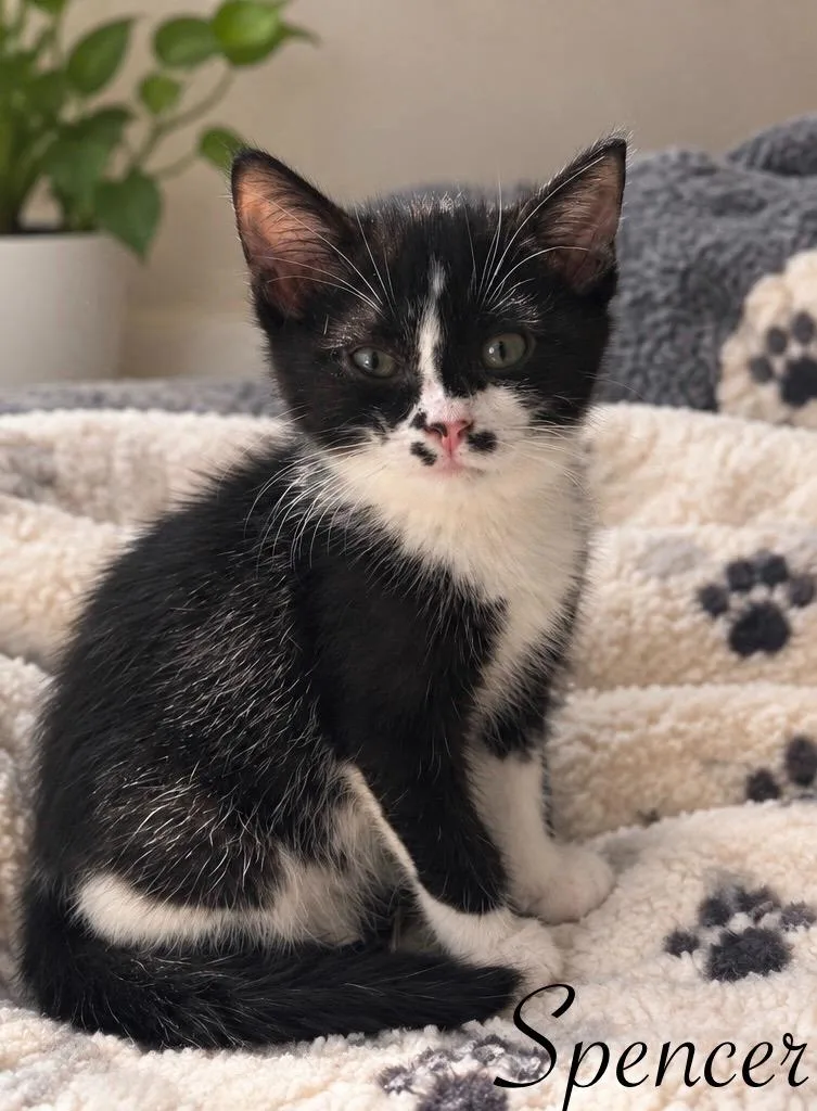 A baby medium-sized female Domestic Short Hair cat named Spencer for adoption in Johnson City, TN