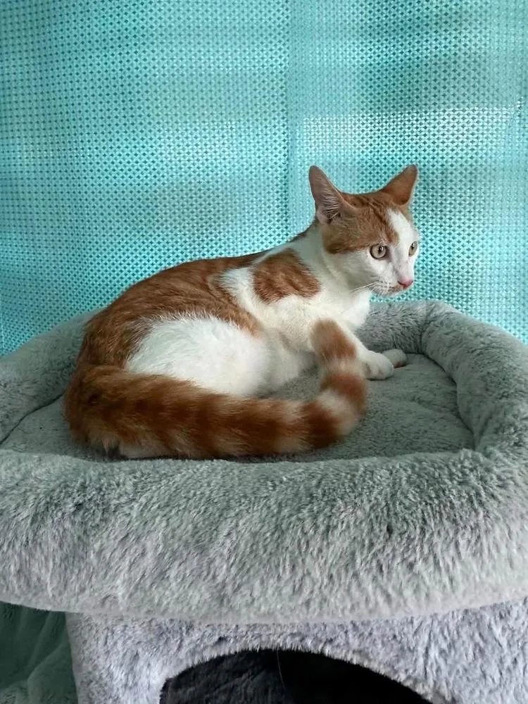 A baby small-sized male Orange & White Tabby cat named Marlin for adoption in New Bedford, MA