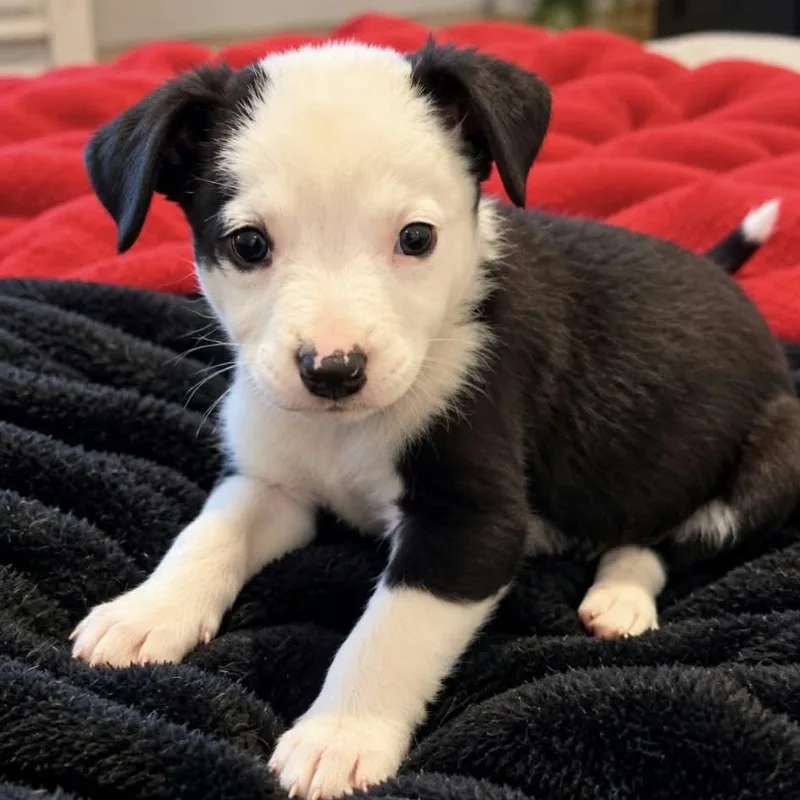 A baby medium-sized female Border Collie dog named Cruella for adoption in Brewton, AL