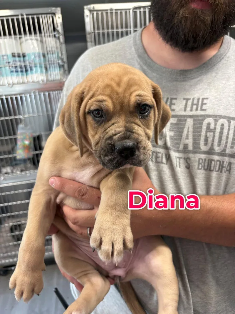 A baby medium-sized female Mixed Breed dog named Diana for adoption in Union Beach, NJ