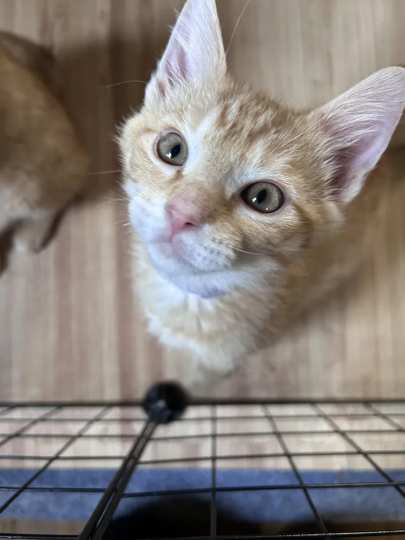 A baby medium-sized male Tabby (Orange / Red) American Shorthair cat named Nacho for adoption in Cleveland, OH