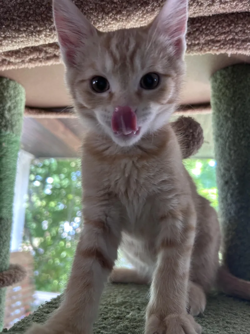 Nacho thumbnail 3