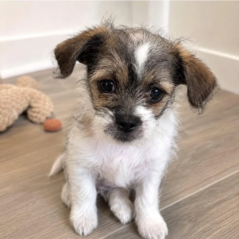A baby small-sized male White / Cream Terrier dog named Elliot for adoption in Alma, WI
