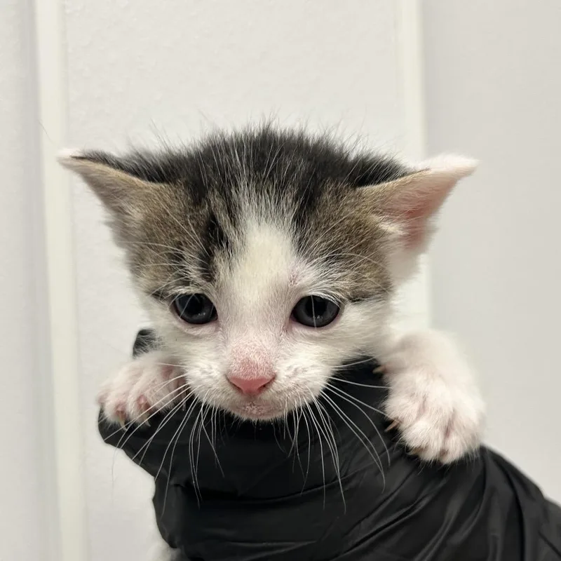 A baby small-sized male Brown / Chocolate Domestic Short Hair cat named Cheese for adoption in Abilene, TX