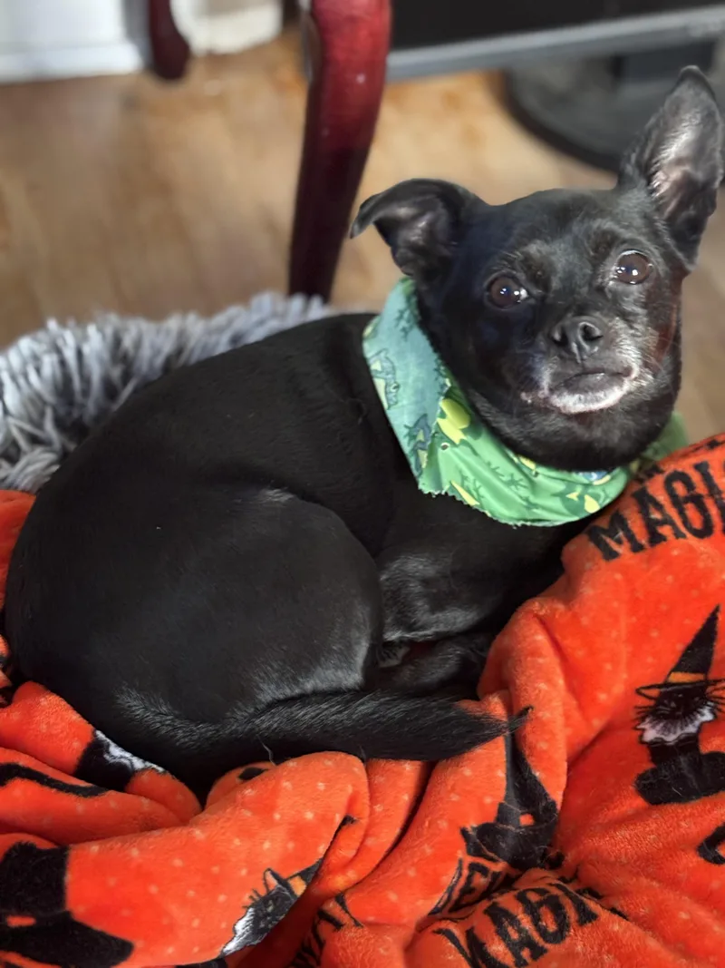 An adult small-sized male Chihuahua dog named Monty for adoption in Delmar, NY