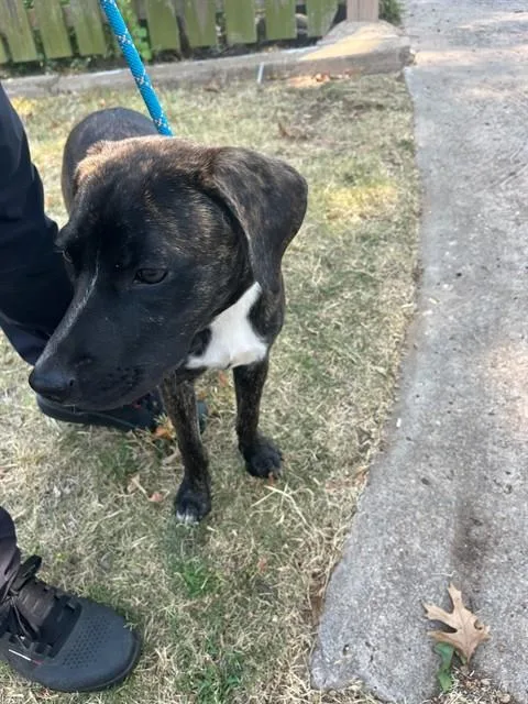 A young medium-sized male Plott Hound dog named Beegee for adoption in Oklahoma City, OK