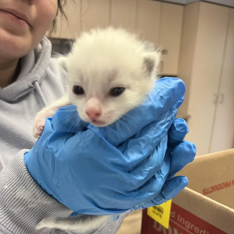 A baby small-sized male White Domestic Short Hair cat named Tomato for adoption in Durango, CO