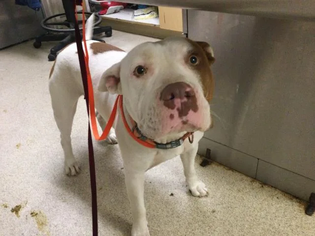 A young medium-sized female Pit Bull Terrier dog named Piggy for adoption in Riverside, CA