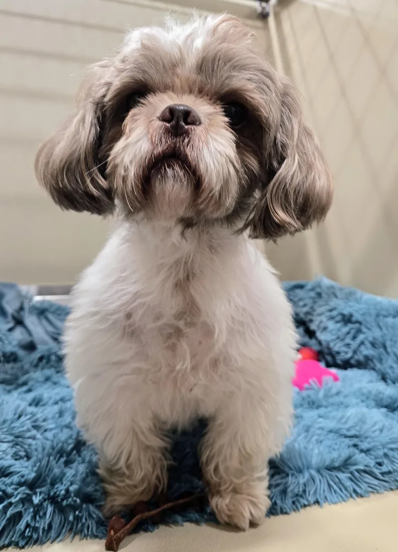 An adult small-sized male Brown / Chocolate Shih Tzu dog named 26-425 for adoption in Amityville, NY