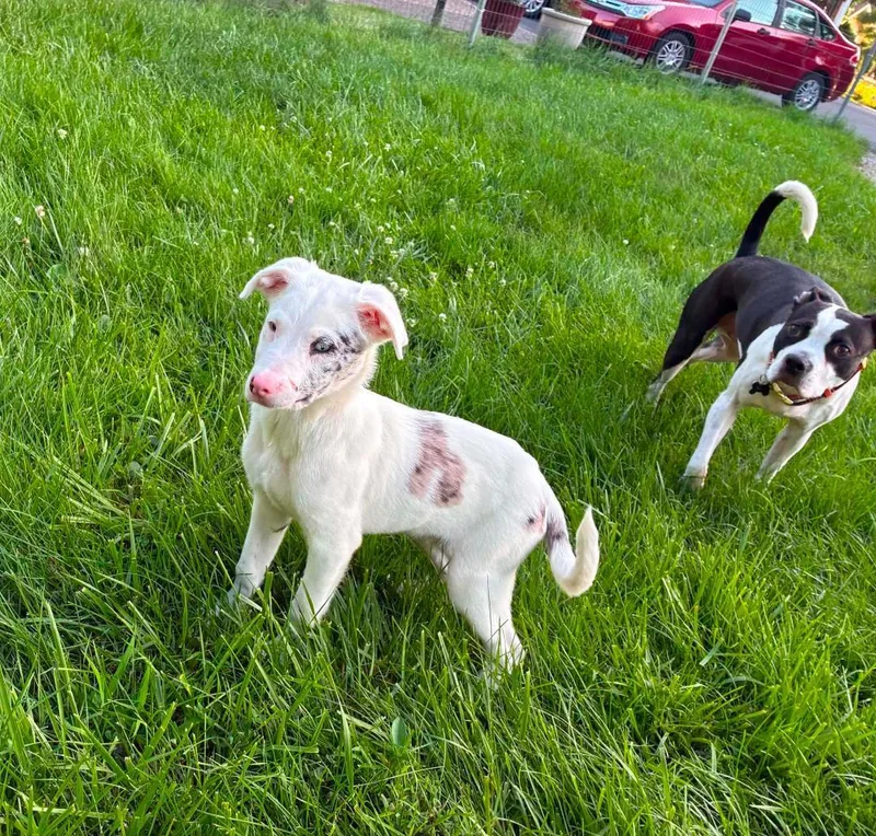 A young medium-sized male Australian Shepherd dog named Mickey for adoption in Louisville, KY