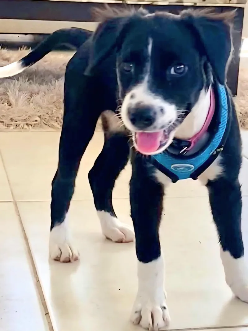 Mini Mimi "the Sweetheart thumbnail 2