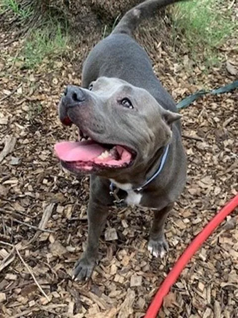 An adult medium-sized female Mixed Breed dog named Lovee for adoption in Jacksonville, FL