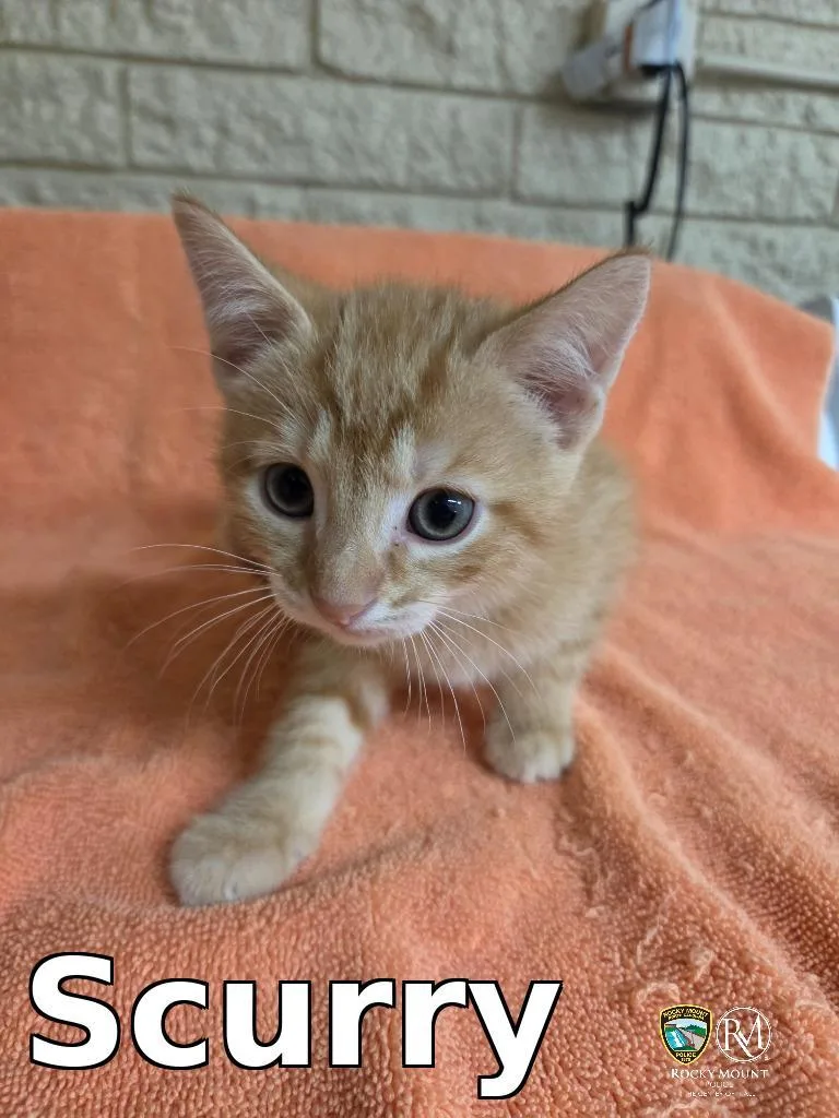 A baby medium-sized male Domestic Short Hair cat named Scurry for adoption in Rocky Mount, NC