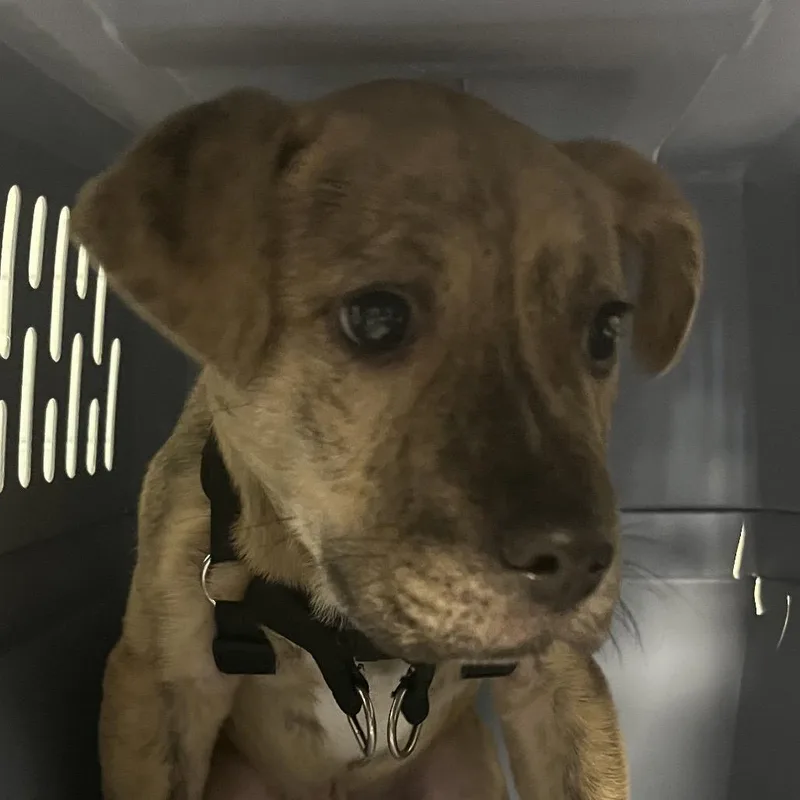 An adult small-sized male Yellow / Tan / Blond / Fawn Retriever dog named Ollie for adoption in Greenville, SC