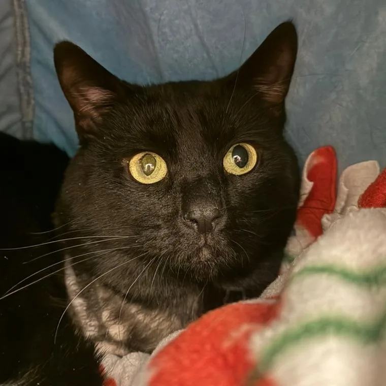 A young medium-sized male Black Domestic Short Hair cat named Pierre for adoption in Los Angeles, CA