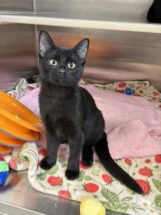 A baby small-sized male Black Domestic Short Hair cat named Chandler Chandelier for adoption in Kansas City, MO