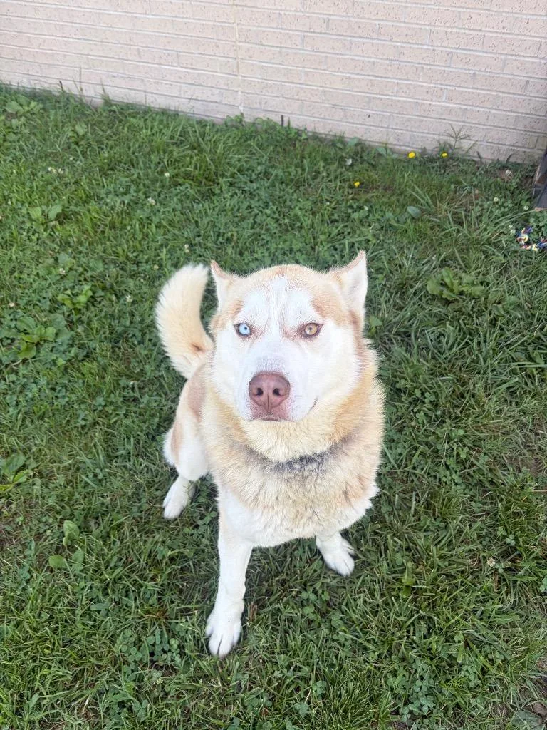 Wolf