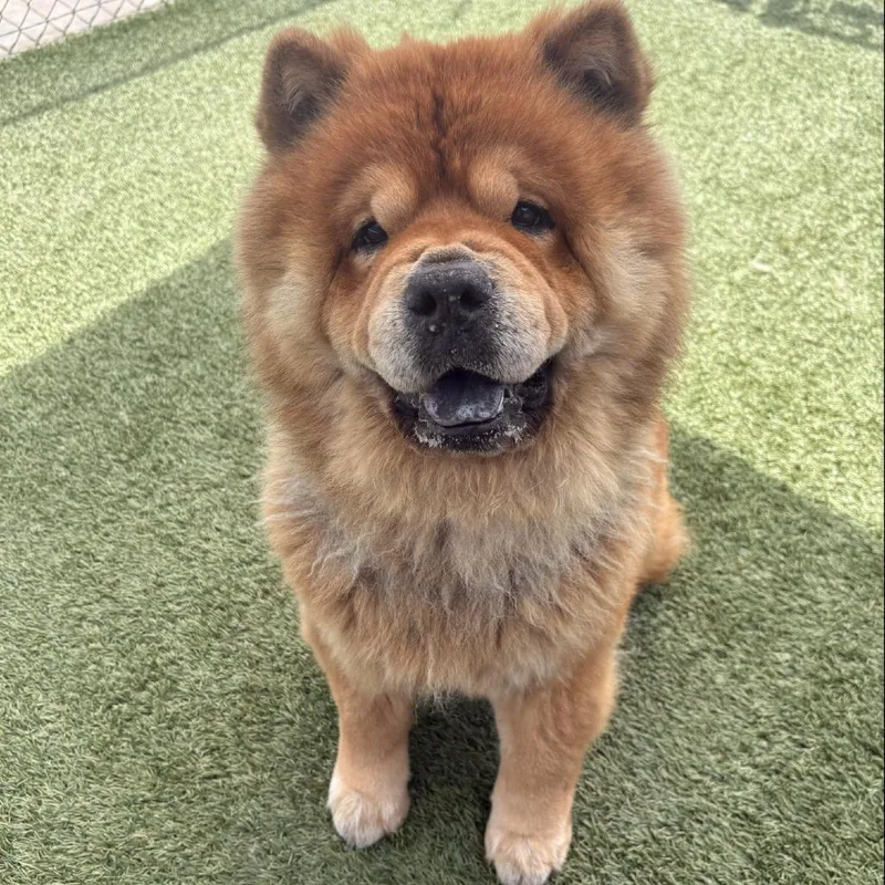 An adult medium-sized male Brown / Chocolate Chow Chow dog named Khumbu for adoption in Hawthorne, CA