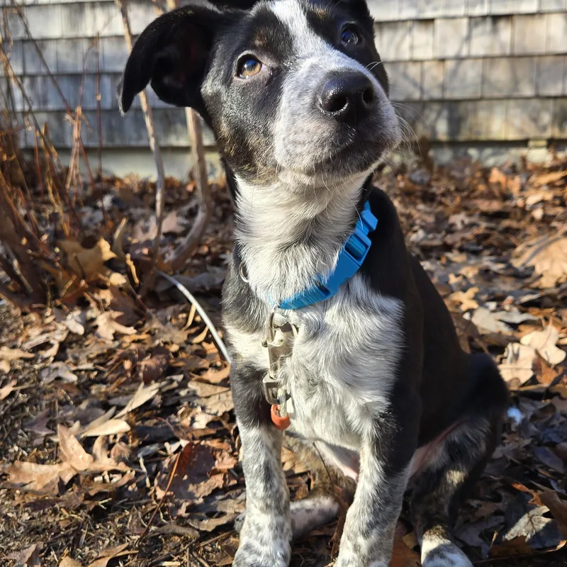 A baby medium-sized male Black Feist dog named Rocky for adoption in Cumberland, RI
