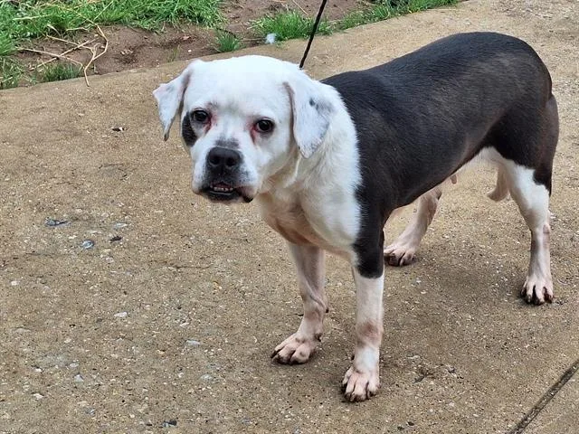 An adult large-sized female Mixed Breed dog named Nimbus for adoption in Dallas, TX