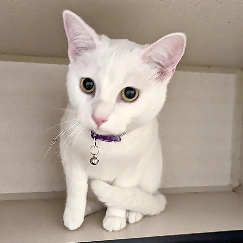 A young small-sized male White Domestic Short Hair cat named Romeo for adoption in Denison, TX