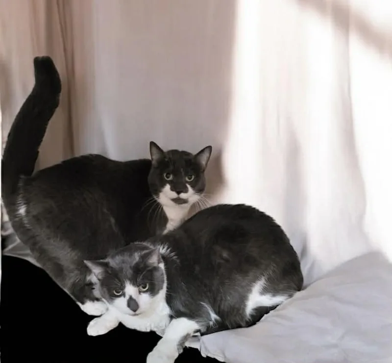 A young large-sized male Gray & White Domestic Short Hair cat named Button for adoption in Gettysburg, PA