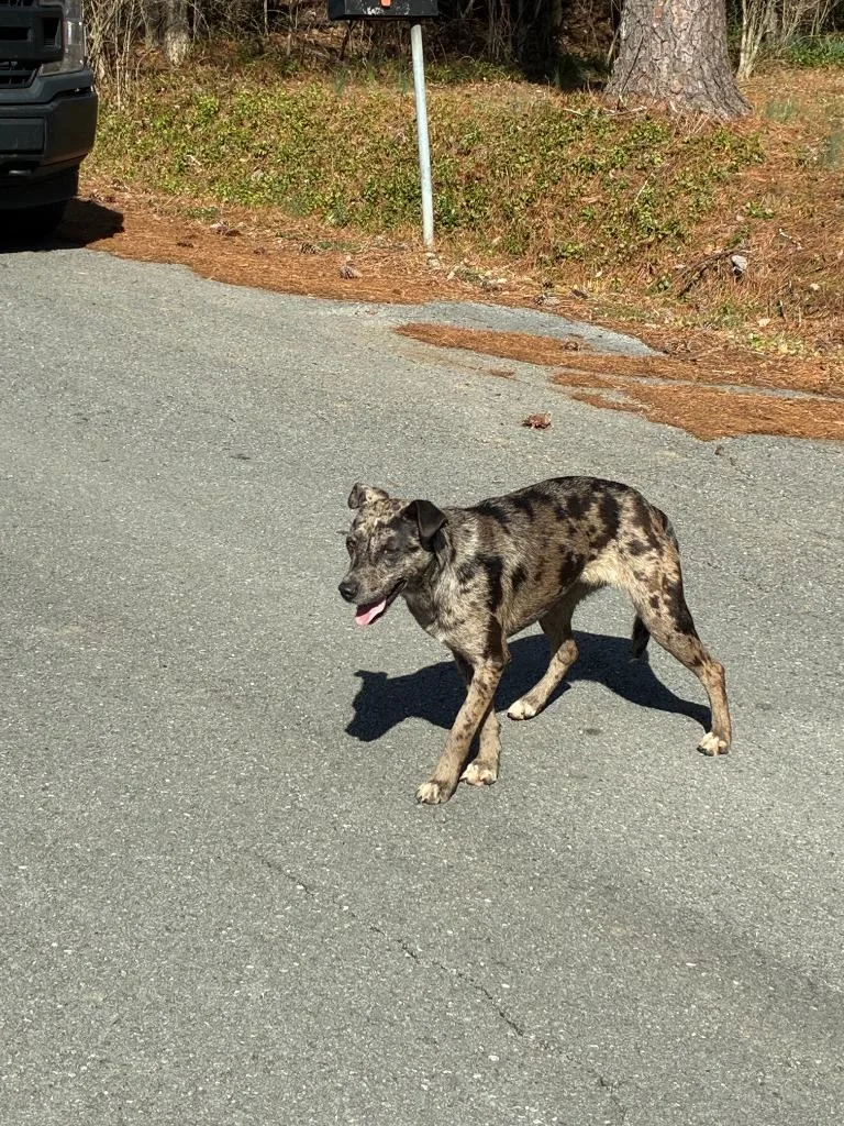 A young large-sized female Mixed Breed dog named Poe for adoption in Chickamauga , GA