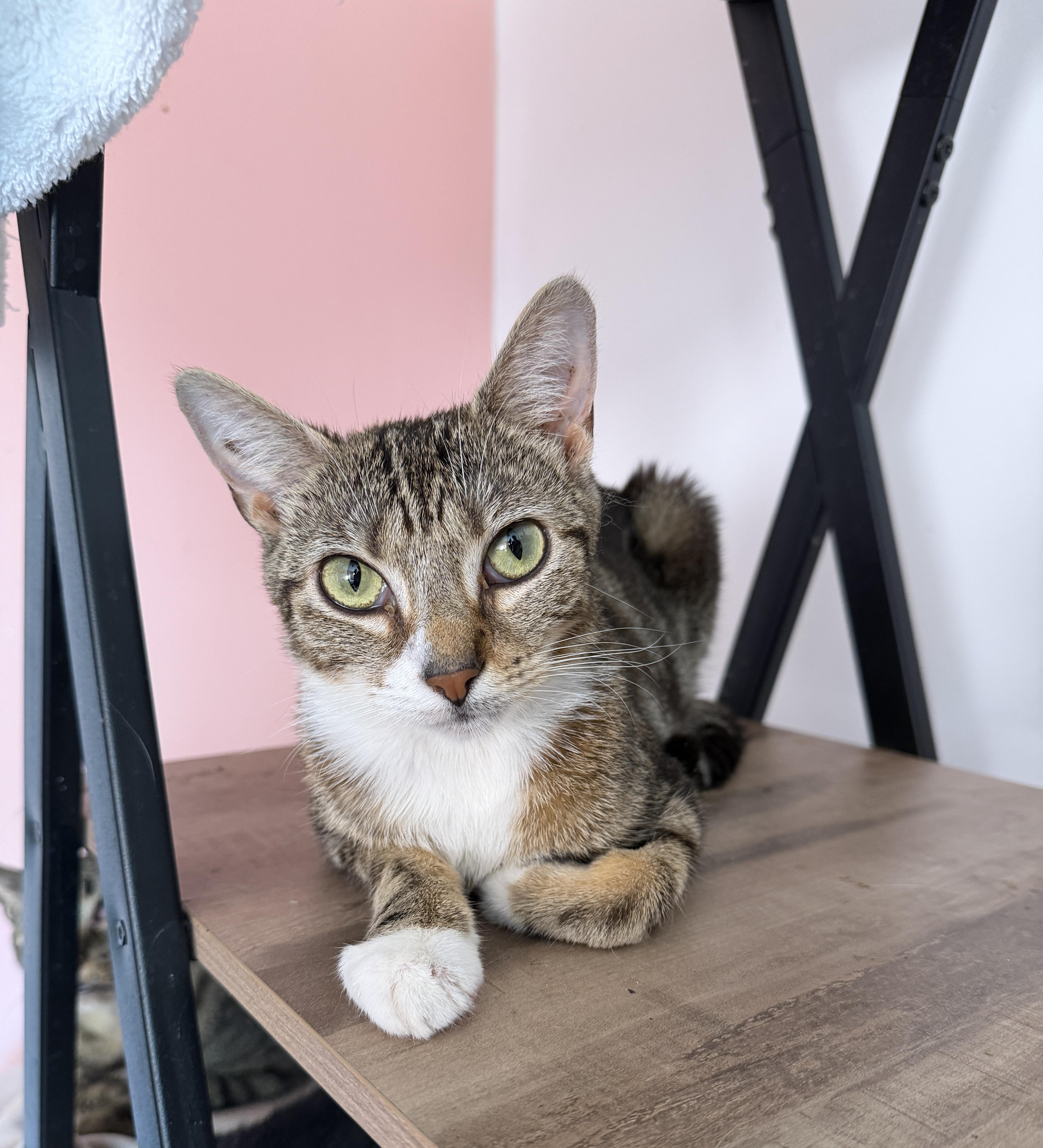 Pippa