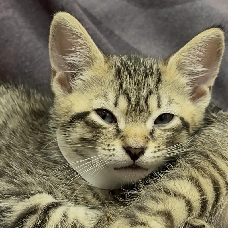 A baby small-sized male Brown / Chocolate Domestic Short Hair cat named Drax for adoption in Middlebury, VT