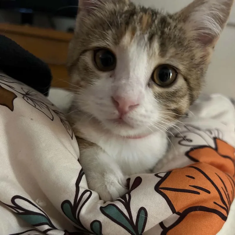 A baby small-sized female Domestic Short Hair cat named Aine for adoption in Milwaukee, WI