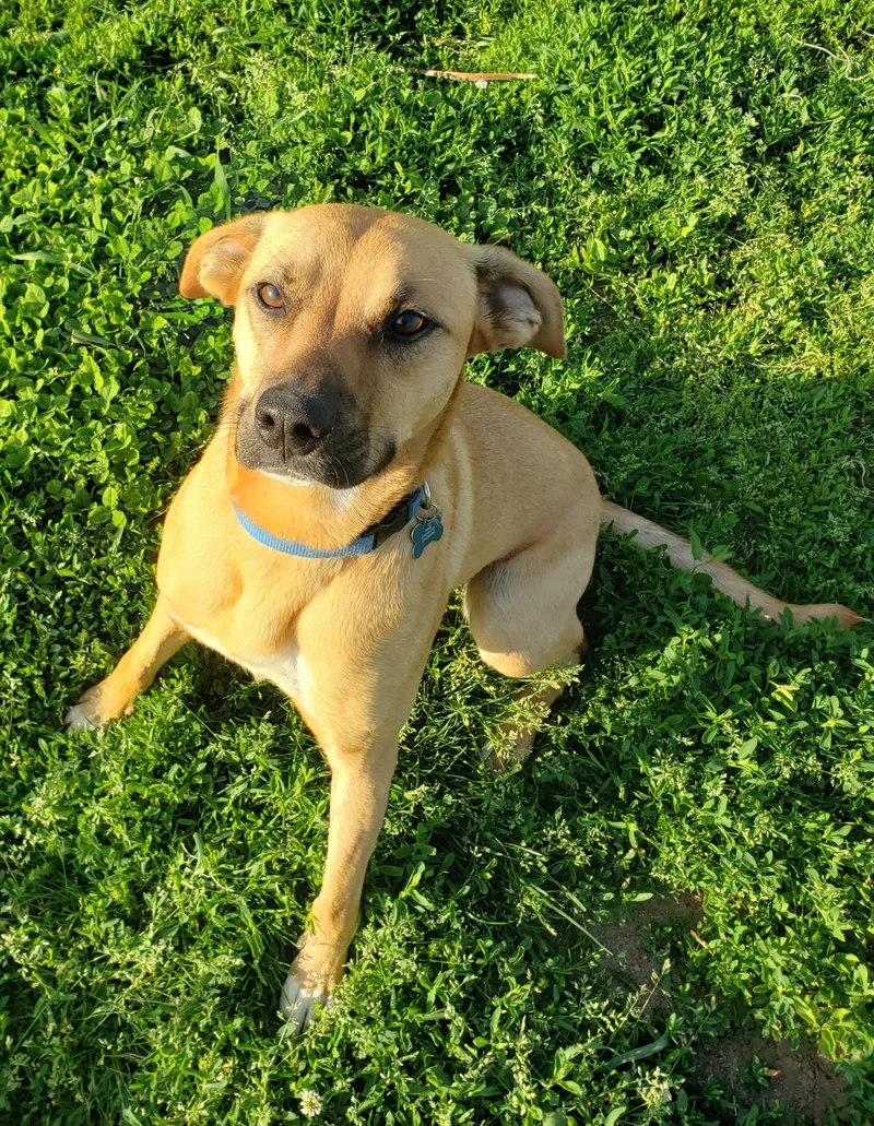 An adult medium-sized male Brown / Chocolate Rhodesian Ridgeback dog named Kobe for adoption in Middlebury, IN