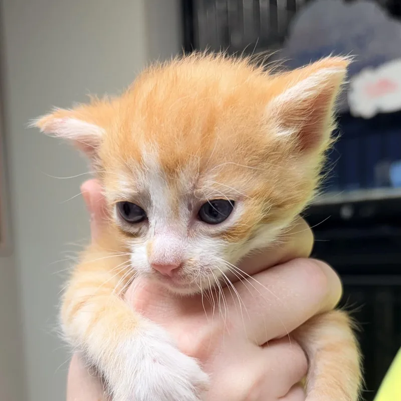 A baby medium-sized male Tabby (Orange / Red) Domestic Short Hair cat named Cream for adoption in Bulverde, TX