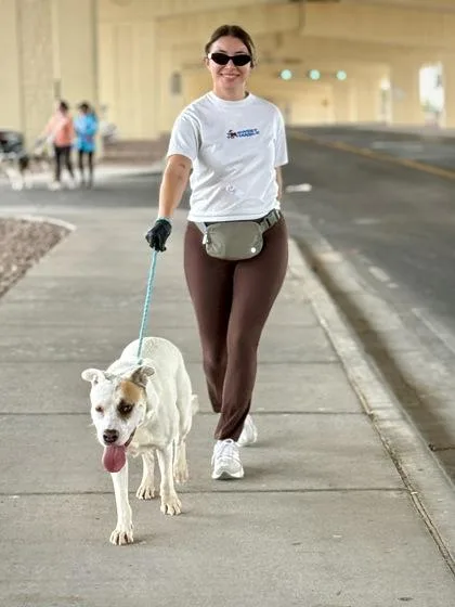 An adult large-sized female Pit Bull Terrier dog named Dakota for adoption in El Paso, TX