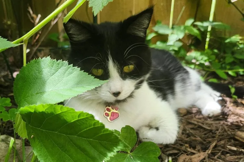 An adult large-sized female Domestic Short Hair cat named Velma for adoption in Silver Spring, MD