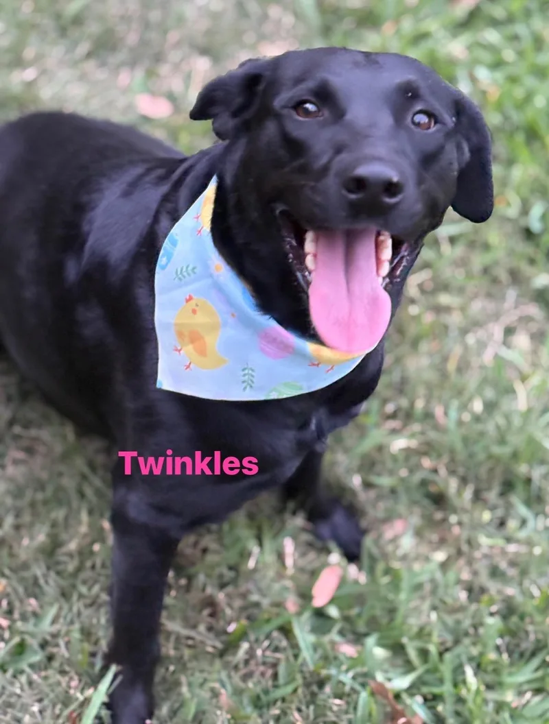 Twinkles thumbnail 3