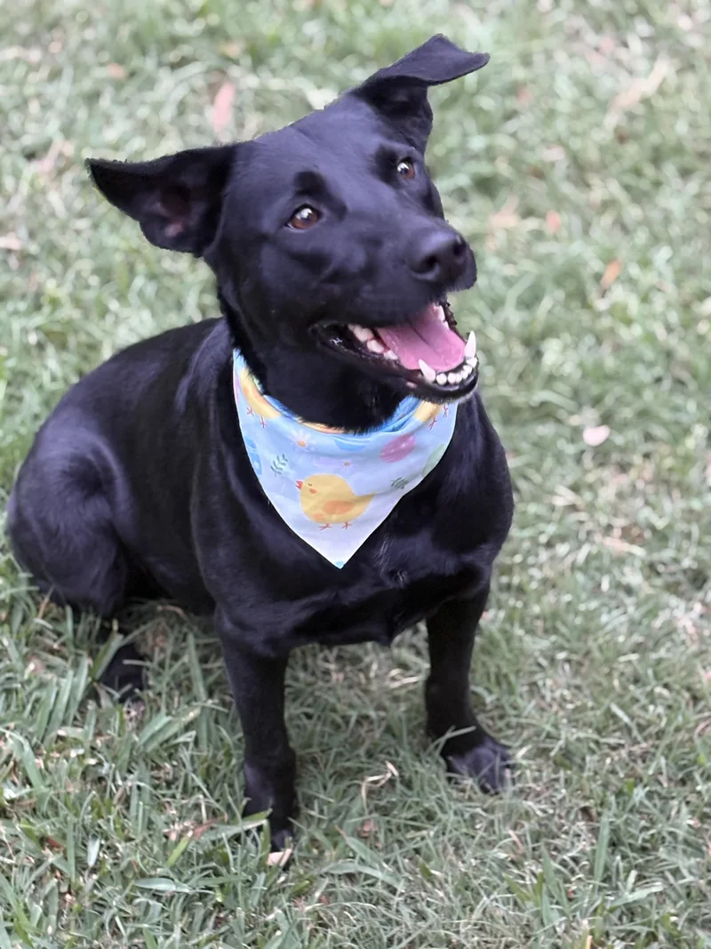 Twinkles thumbnail 5