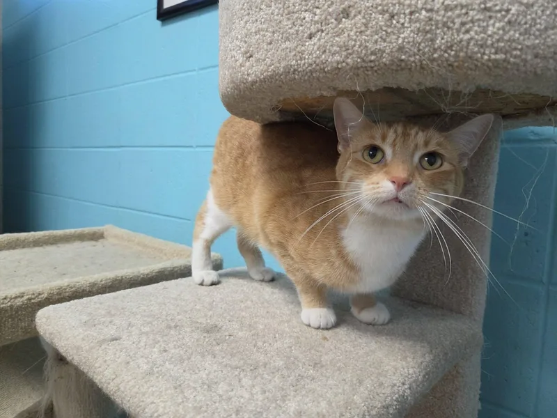 An adult medium-sized female Tabby (Orange / Red) Domestic Short Hair cat named Boomer for adoption in Chilton, WI