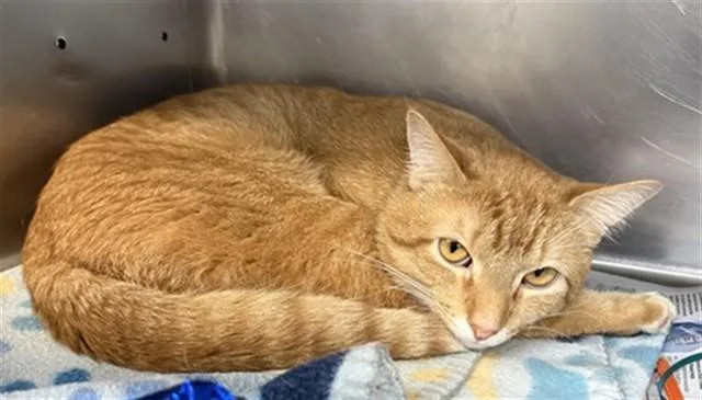 A young medium-sized male Domestic Short Hair cat named Sun for adoption in Aurora, IL