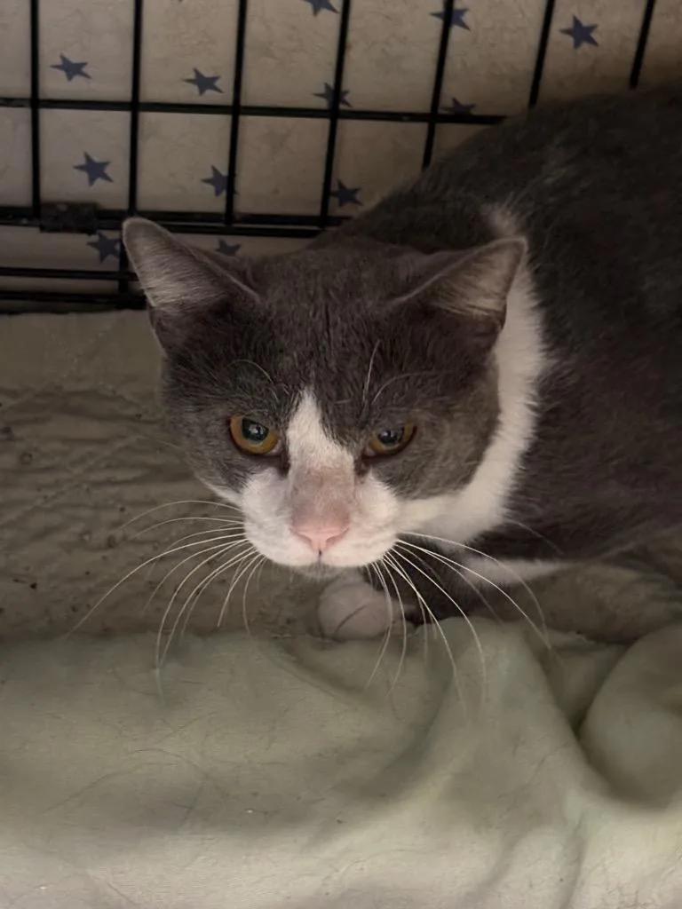 A young medium-sized male Domestic Short Hair cat named Zebra for adoption in Hartford City, IN
