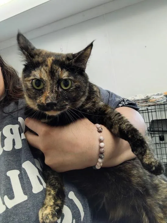 A young medium-sized female Domestic Short Hair cat named Lucky for adoption in Republic, MO