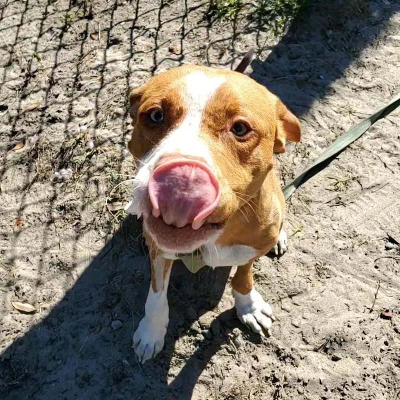An adult medium-sized female Brown / Chocolate Mixed Breed dog named Honey for adoption in Jacksonville, FL