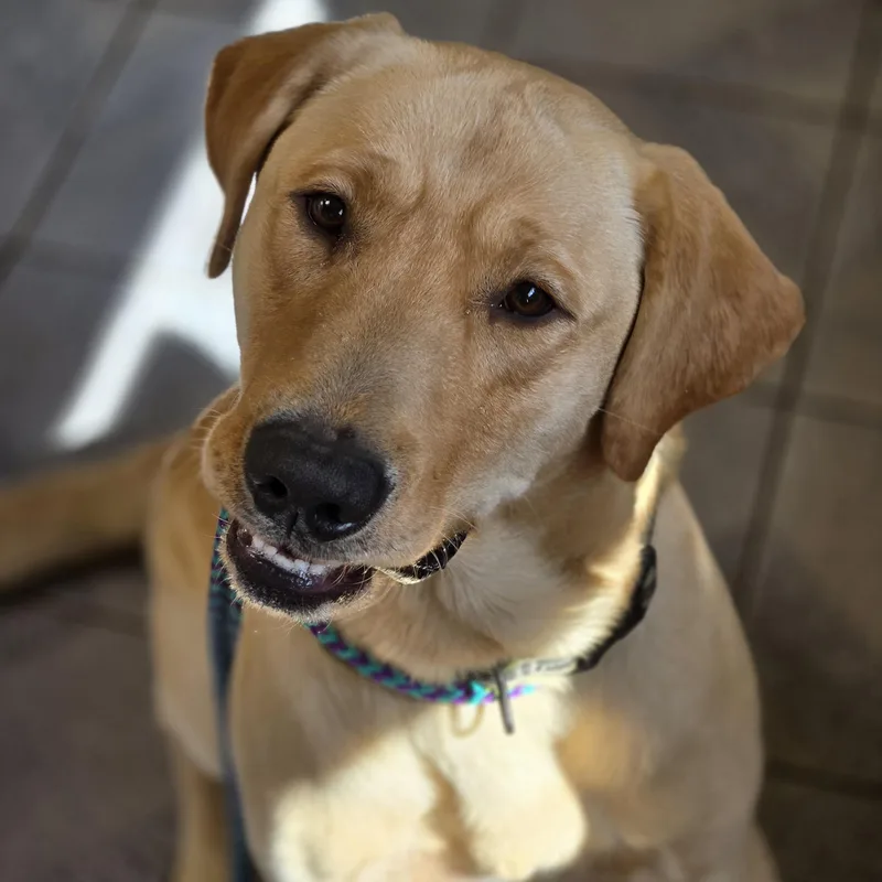 An adult large-sized male Yellow / Tan / Blond / Fawn Labrador Retriever dog named Axel for adoption in Normal, IL