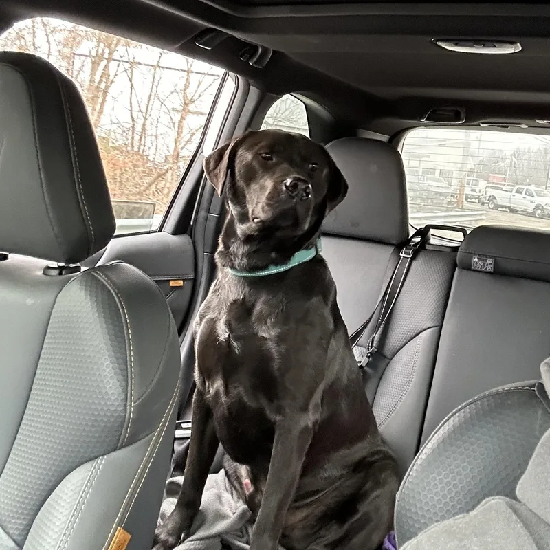 A young large-sized male Black Black Labrador Retriever dog named Storm for adoption in Big Rock, TN
