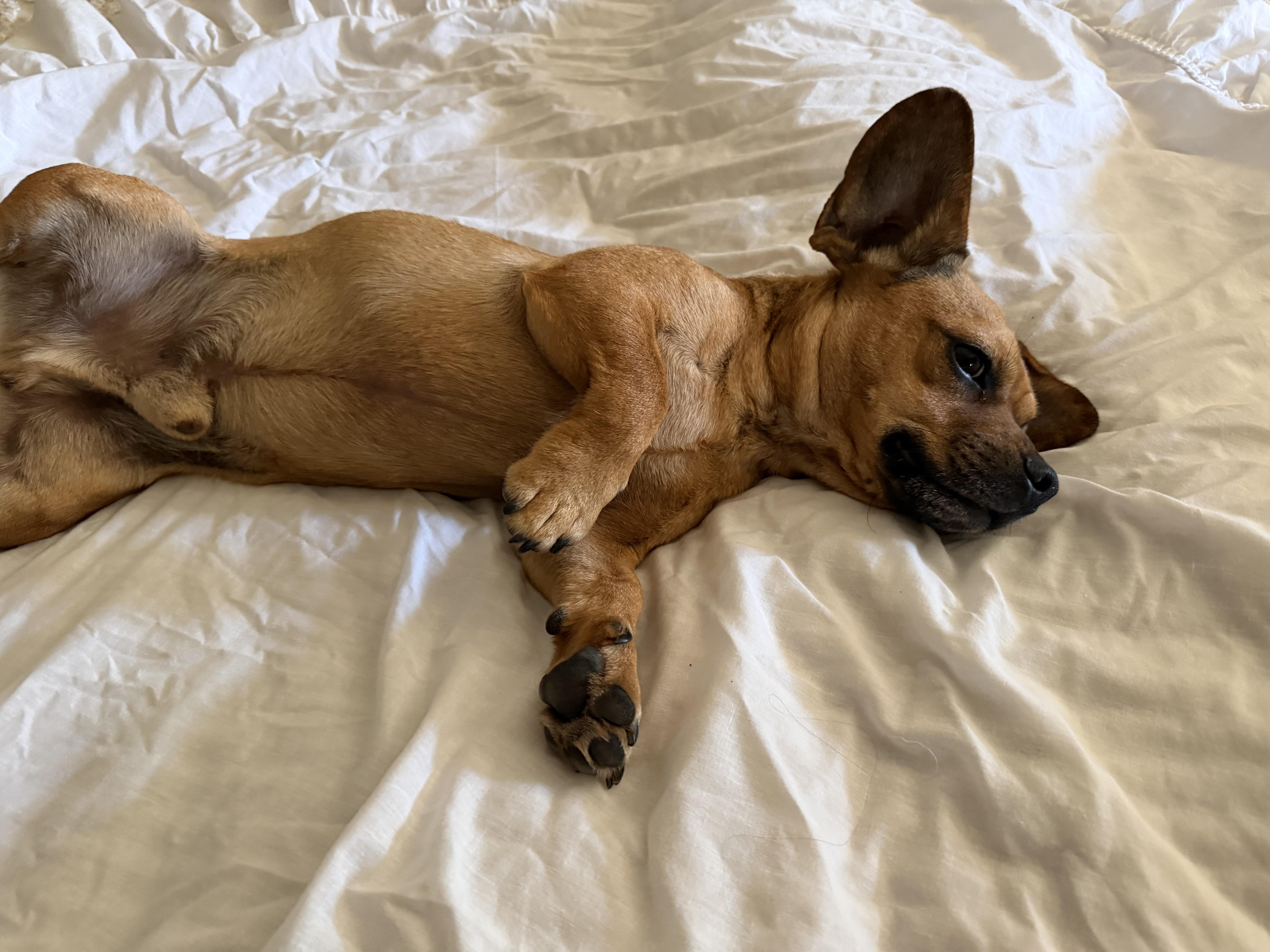 A young small-sized male Brown / Chocolate Dachshund dog named Grover for adoption in Midway City, CA