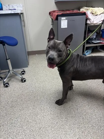 An adult large-sized male Pit Bull Terrier dog named Vader for adoption in Conway, AR