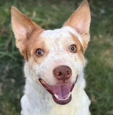 An adult medium-sized male Terrier dog named Oliver for adoption in Bloomfield, CT